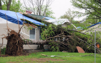 What to Do When a Tree Falls on Your Roof in Berlin, CT